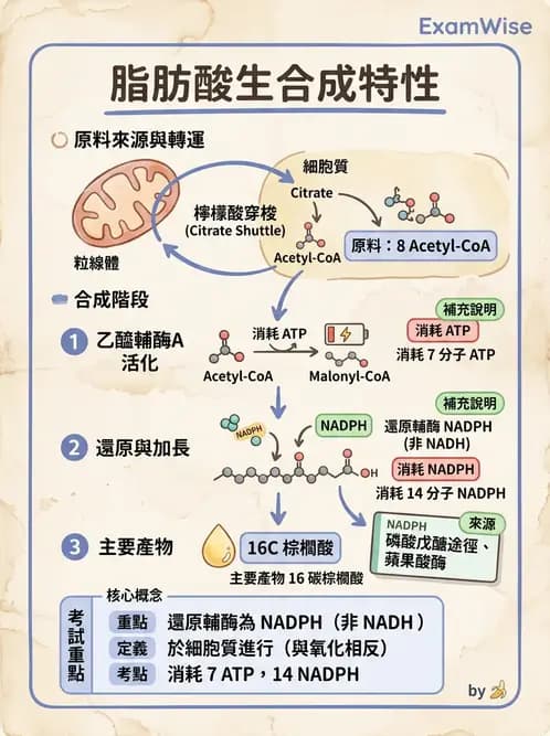 醫檢師 - 脂質代謝與酮體 - AI 圖文解析預覽