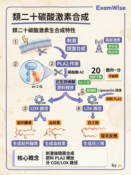 醫檢師 - 脂質代謝與酮體 - AI 圖文解析預覽