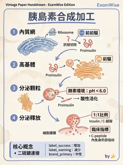 醫檢師 - 醣類代謝與糖尿病 - AI 圖文解析預覽