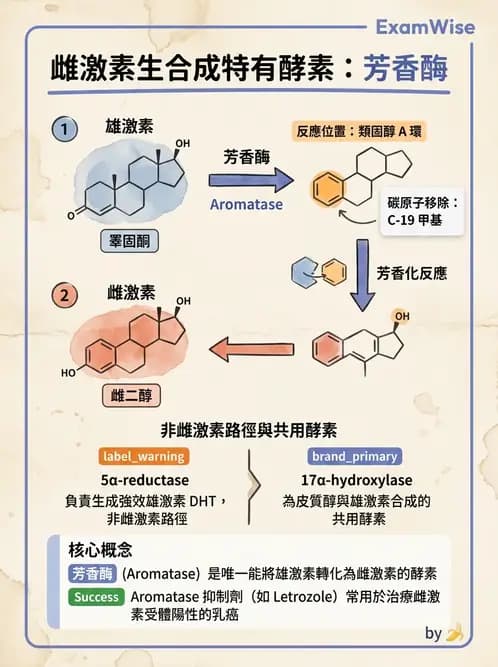 醫檢師 - 腎上腺與生殖內分泌 - AI 圖文解析預覽