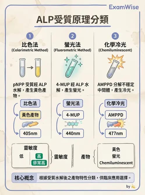 醫檢師 - 臨床酵素學基礎 - AI 圖文解析預覽