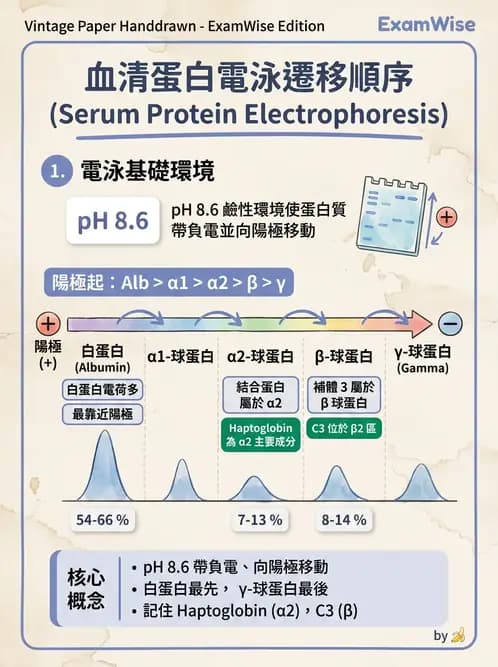 醫檢師 - 血清蛋白與蛋白質檢測 - AI 圖文解析預覽