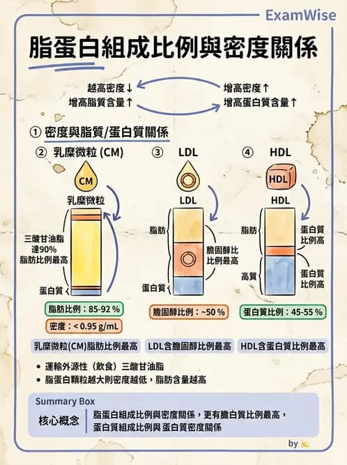 醫檢師 - 脂蛋白分類與臨床應用 - AI 圖文解析預覽