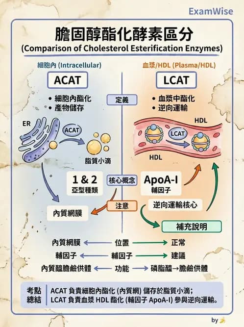 醫檢師 - 脂質代謝與酮體 - AI 圖文解析預覽
