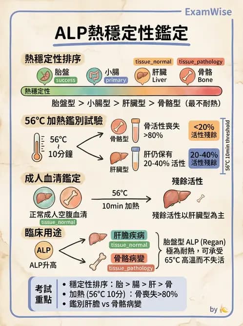 醫檢師 - 肝臟機能與胰臟酵素 - AI 圖文解析預覽