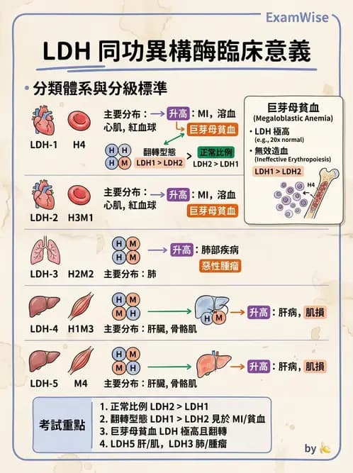 醫檢師 - 心肌標誌與心臟診斷 - AI 圖文解析預覽