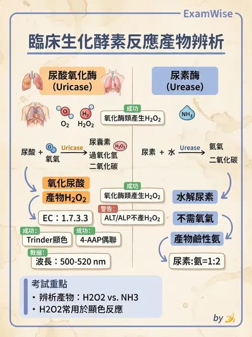 醫檢師 - 臨床酵素學基礎 - AI 圖文解析預覽