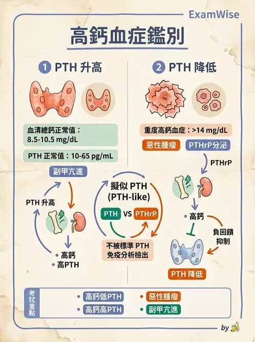 醫檢師 - 電解質與微量元素 - AI 圖文解析預覽