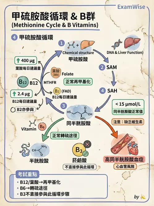 醫檢師 - 維生素 - AI 圖文解析預覽