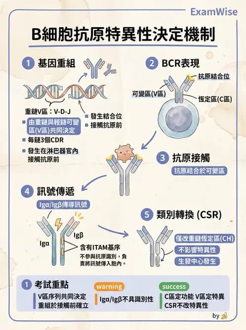 醫檢師 - 免疫球蛋白與抗體 - AI 圖文解析預覽