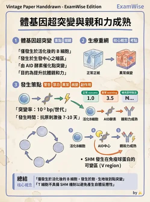 醫檢師 - B細胞發育與抗體生成 - AI 圖文解析預覽