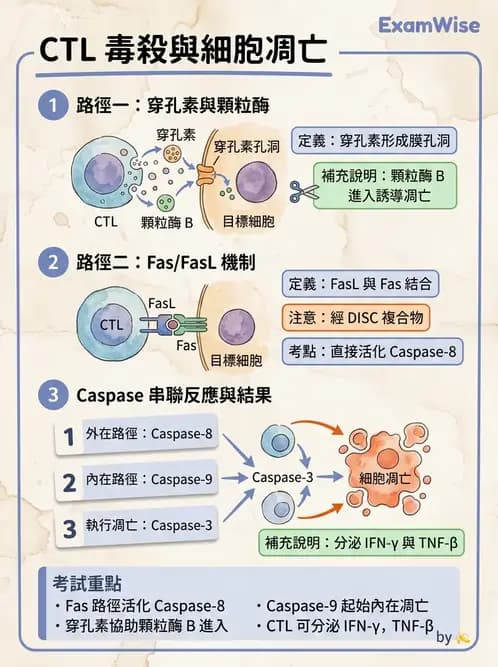 醫檢師 - T細胞發育與功能 - AI 圖文解析預覽