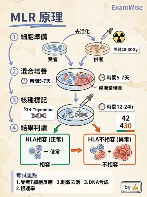 醫檢師 - 組織型與移植免疫學 - AI 圖文解析預覽