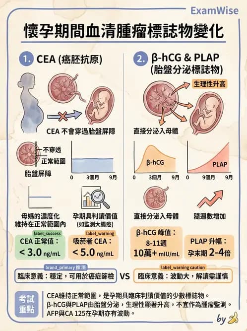 醫檢師 - 腫瘤免疫學免疫療法及疫苗 - AI 圖文解析預覽