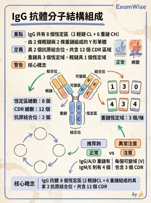 醫檢師 - 免疫球蛋白與抗體 - AI 圖文解析預覽
