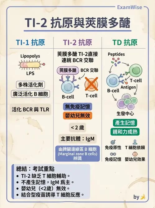 醫檢師 - B細胞發育與抗體生成 - AI 圖文解析預覽