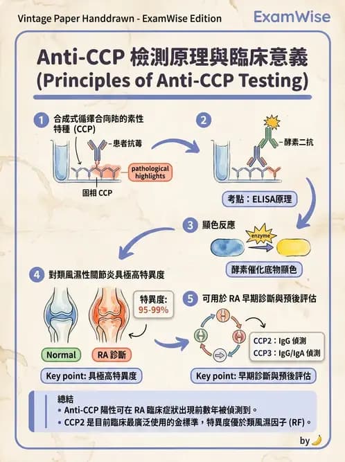 醫檢師 - 其他自體免疫疾病與自體抗體檢驗 - AI 圖文解析預覽
