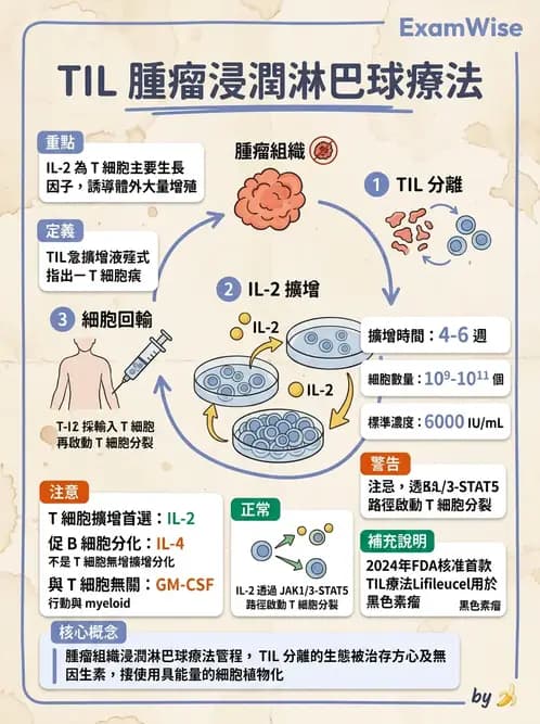 醫檢師 - 腫瘤免疫學免疫療法及疫苗 - AI 圖文解析預覽