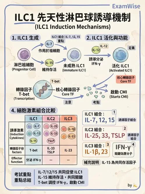 醫檢師 - 先天免疫與補體系統 - AI 圖文解析預覽