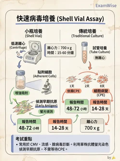 醫檢師 - 病毒檢驗技術 - AI 圖文解析預覽