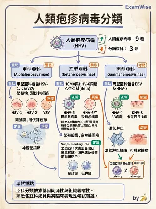 醫檢師 - 疱疹病毒科 - AI 圖文解析預覽