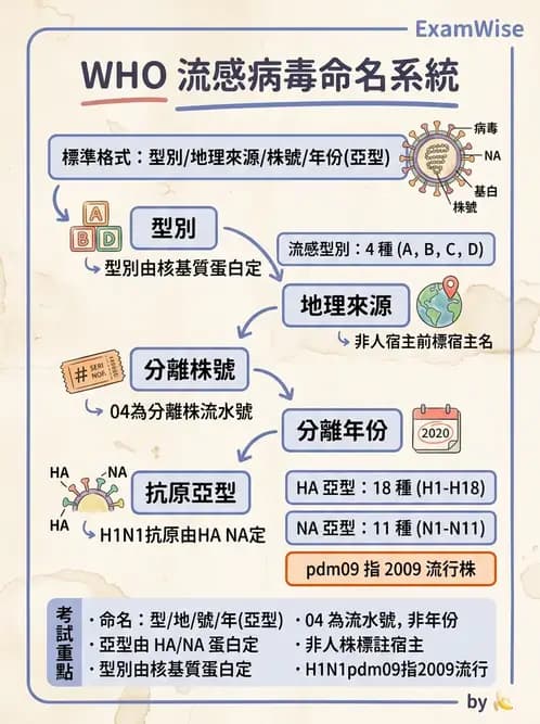 醫檢師 - 正黏液病毒科(流感) - AI 圖文解析預覽