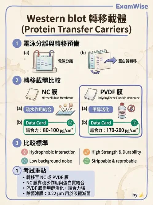醫檢師 - 病毒檢驗技術 - AI 圖文解析預覽