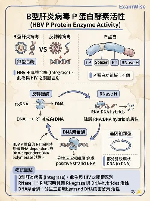 醫檢師 - B型肝炎病毒 - AI 圖文解析預覽