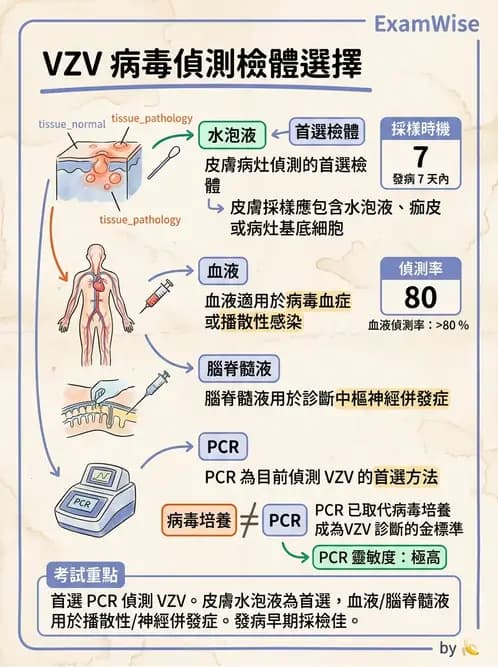 醫檢師 - 疱疹病毒科 - AI 圖文解析預覽
