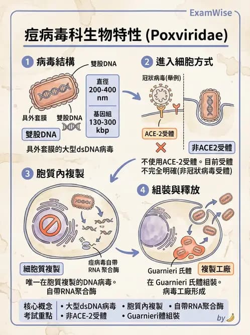 醫檢師 - 腺病毒與痘病毒 - AI 圖文解析預覽