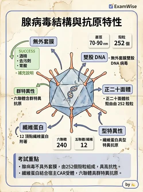 醫檢師 - 腺病毒與痘病毒 - AI 圖文解析預覽