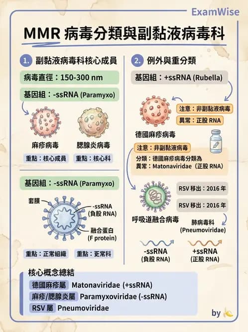 醫檢師 - 副黏液病毒科 - AI 圖文解析預覽