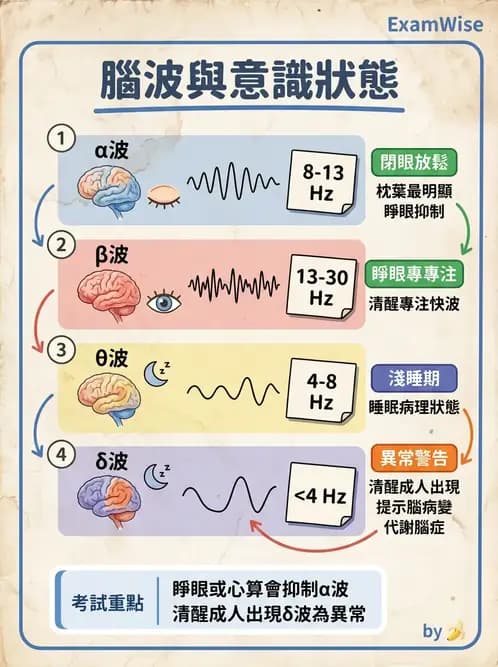 醫檢師 - 腦電圖檢查 - AI 圖文解析預覽
