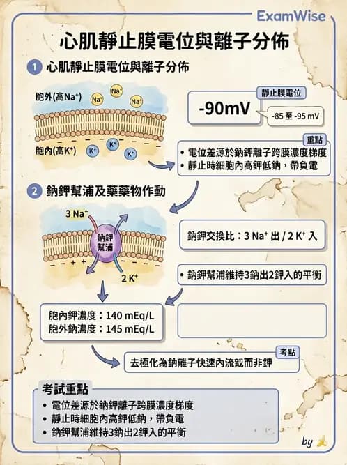 醫檢師 - 心電圖基礎與判讀 - AI 圖文解析預覽