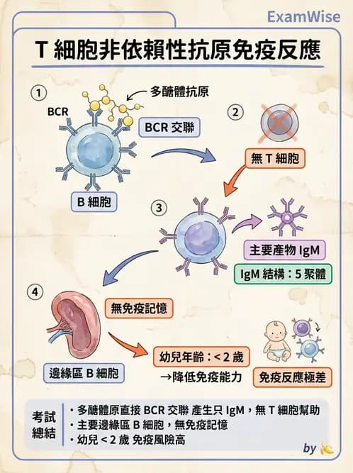 醫檢師 - 免疫疾病 - AI 圖文解析預覽
