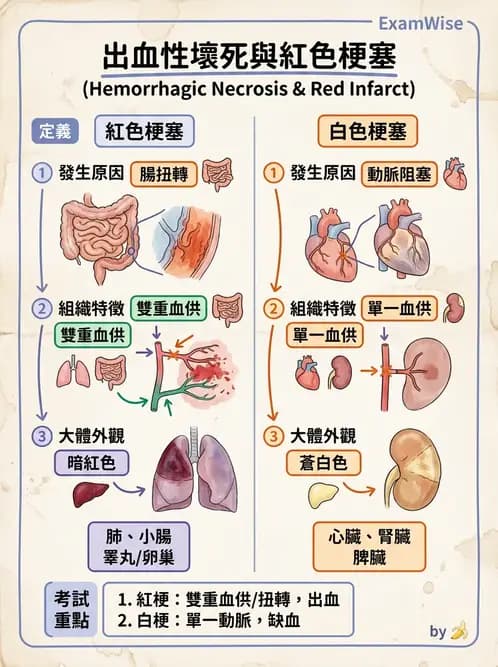 醫檢師 - 細胞傷害、發炎與修復 - AI 圖文解析預覽