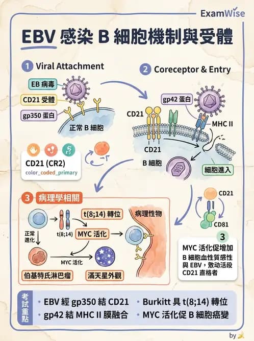 醫檢師 - 腫瘤概論 - AI 圖文解析預覽