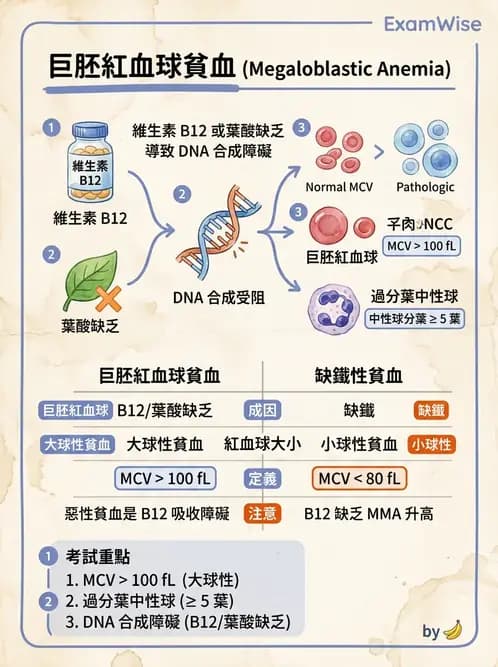 醫檢師 - 造血系統疾病 - AI 圖文解析預覽