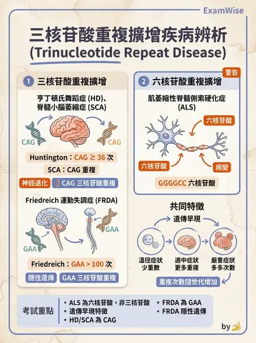 醫檢師 - 神經系統疾病 - AI 圖文解析預覽
