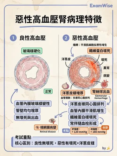 醫檢師 - 腎臟泌尿及男性生殖疾病 - AI 圖文解析預覽