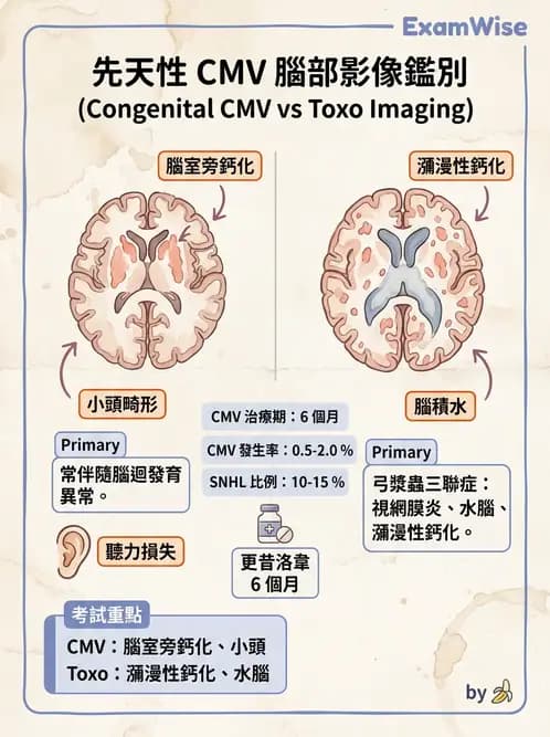 醫檢師 - 感染 - AI 圖文解析預覽