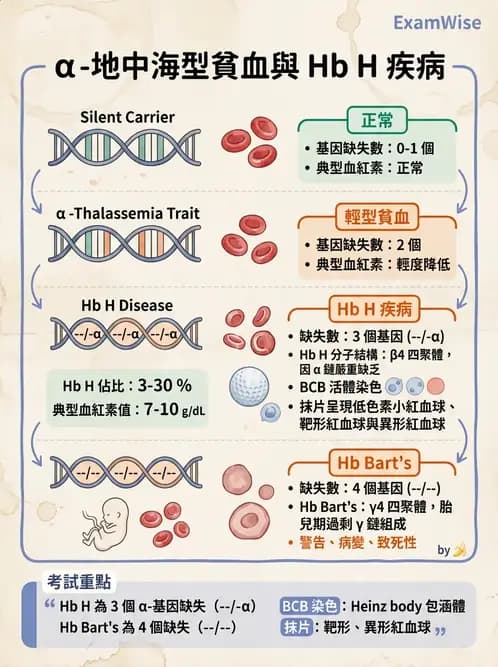 醫檢師 - 溶血性貧血與血色素病變 - AI 圖文解析預覽