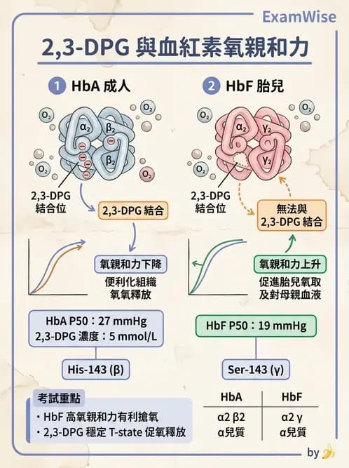 醫檢師 - 紅血球生理與形態 - AI 圖文解析預覽