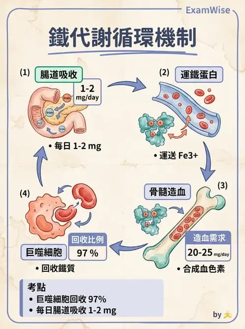 醫檢師 - 貧血診斷與營養缺乏性貧血 - AI 圖文解析預覽