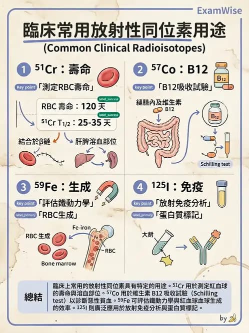醫檢師 - 紅血球生理與形態 - AI 圖文解析預覽