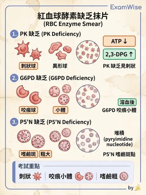 醫檢師 - 溶血性貧血與血色素病變 - AI 圖文解析預覽