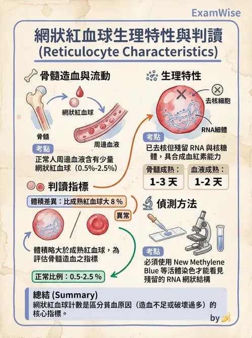 醫檢師 - 紅血球生理與形態 - AI 圖文解析預覽