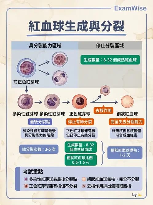 醫檢師 - 紅血球生理與形態 - AI 圖文解析預覽