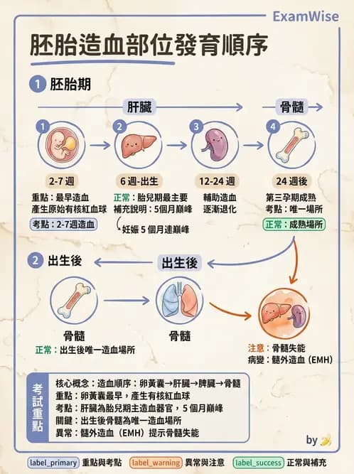 醫檢師 - 紅血球生理與形態 - AI 圖文解析預覽