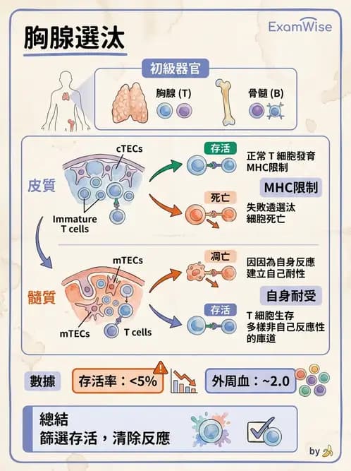 醫檢師 - 白血球生理與形態 - AI 圖文解析預覽